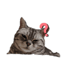 ねこ目線 New（個別スタンプ：4）