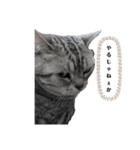 ねこ目線 New（個別スタンプ：5）