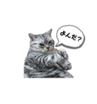 ねこ目線 New（個別スタンプ：6）