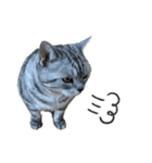 ねこ目線 New（個別スタンプ：7）