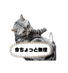 ねこ目線 New（個別スタンプ：8）