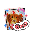 チワックスのクッキーちゃんVersion3（個別スタンプ：5）