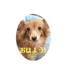 チワックスのクッキーちゃんVersion3（個別スタンプ：10）