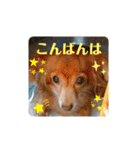 チワックスのクッキーちゃんVersion3（個別スタンプ：12）