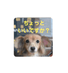 チワックスのクッキーちゃんVersion3（個別スタンプ：15）