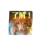 チワックスのクッキーちゃんVersion3（個別スタンプ：16）