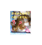 チワックスのクッキーちゃんVersion3（個別スタンプ：27）