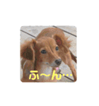 チワックスのクッキーちゃんVersion3（個別スタンプ：28）