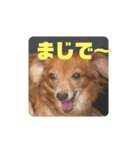 チワックスのクッキーちゃんVersion3（個別スタンプ：38）