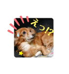 チワックスのクッキーちゃんVersion3（個別スタンプ：39）