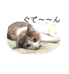 シエル5（個別スタンプ：3）