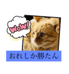 白黒猫の雫ちゃんと茶トラ猫のテオくん☆7（個別スタンプ：1）