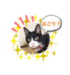 白黒猫の雫ちゃんと茶トラ猫のテオくん☆7（個別スタンプ：2）