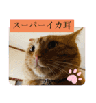 白黒猫の雫ちゃんと茶トラ猫のテオくん☆7（個別スタンプ：3）
