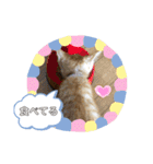 白黒猫の雫ちゃんと茶トラ猫のテオくん☆7（個別スタンプ：4）