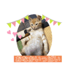 白黒猫の雫ちゃんと茶トラ猫のテオくん☆7（個別スタンプ：5）