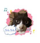 白黒猫の雫ちゃんと茶トラ猫のテオくん☆7（個別スタンプ：6）
