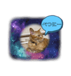 白黒猫の雫ちゃんと茶トラ猫のテオくん☆7（個別スタンプ：7）