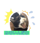 白黒猫の雫ちゃんと茶トラ猫のテオくん☆7（個別スタンプ：9）