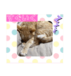 白黒猫の雫ちゃんと茶トラ猫のテオくん☆7（個別スタンプ：10）