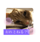 白黒猫の雫ちゃんと茶トラ猫のテオくん☆7（個別スタンプ：12）