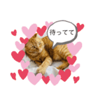 白黒猫の雫ちゃんと茶トラ猫のテオくん☆7（個別スタンプ：13）