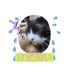 白黒猫の雫ちゃんと茶トラ猫のテオくん☆7（個別スタンプ：14）