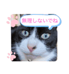 白黒猫の雫ちゃんと茶トラ猫のテオくん☆7（個別スタンプ：15）