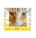白黒猫の雫ちゃんと茶トラ猫のテオくん☆7（個別スタンプ：16）