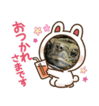 ぼくカメキチ Part3（個別スタンプ：1）