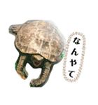 ぼくカメキチ Part3（個別スタンプ：12）