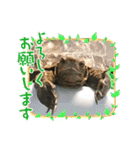 ぼくカメキチ Part3（個別スタンプ：26）