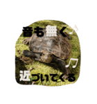 ぼくカメキチ Part3（個別スタンプ：37）