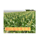 畑活、ハタカツ3（個別スタンプ：1）