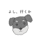 ミニチュアシュナウザーマロン（個別スタンプ：5）