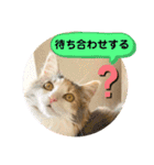 良く使う猫のナナスタンプ（個別スタンプ：1）