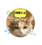 良く使う猫のナナスタンプ（個別スタンプ：2）
