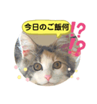 良く使う猫のナナスタンプ（個別スタンプ：4）