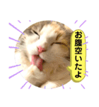 良く使う猫のナナスタンプ（個別スタンプ：5）