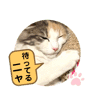 良く使う猫のナナスタンプ（個別スタンプ：7）