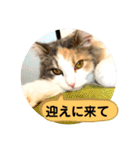 良く使う猫のナナスタンプ（個別スタンプ：8）