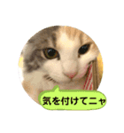 良く使う猫のナナスタンプ（個別スタンプ：9）