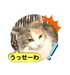 良く使う猫のナナスタンプ（個別スタンプ：10）
