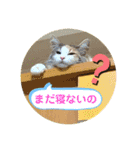良く使う猫のナナスタンプ（個別スタンプ：11）