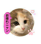良く使う猫のナナスタンプ（個別スタンプ：12）