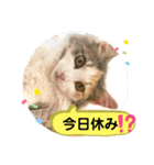 良く使う猫のナナスタンプ（個別スタンプ：13）