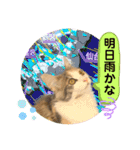 良く使う猫のナナスタンプ（個別スタンプ：14）