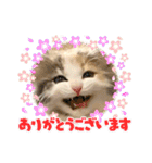 良く使う猫のナナスタンプ（個別スタンプ：16）