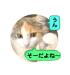 良く使う猫のナナスタンプ（個別スタンプ：17）