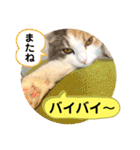 良く使う猫のナナスタンプ（個別スタンプ：18）
